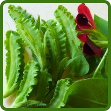 Winged Asparagus Pea Seed Pods