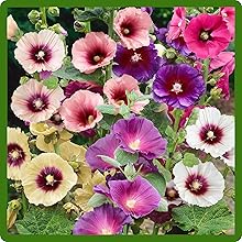 Large, Vibrant Blooms of Halo Hollyhock Plants