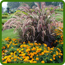 Purple Plumes of Pennisetum Purple Millet