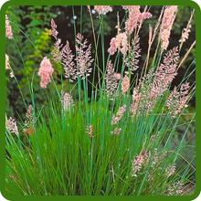 Soft Green Foliage of Ruby Grass