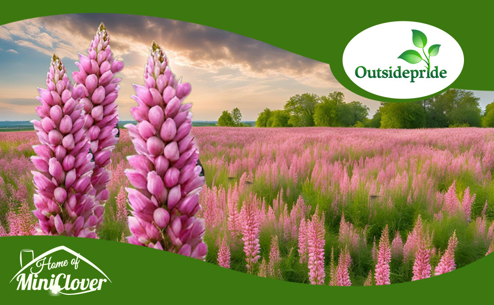 Sainfoin Pasture & Forage Legume Planted  From Seeds