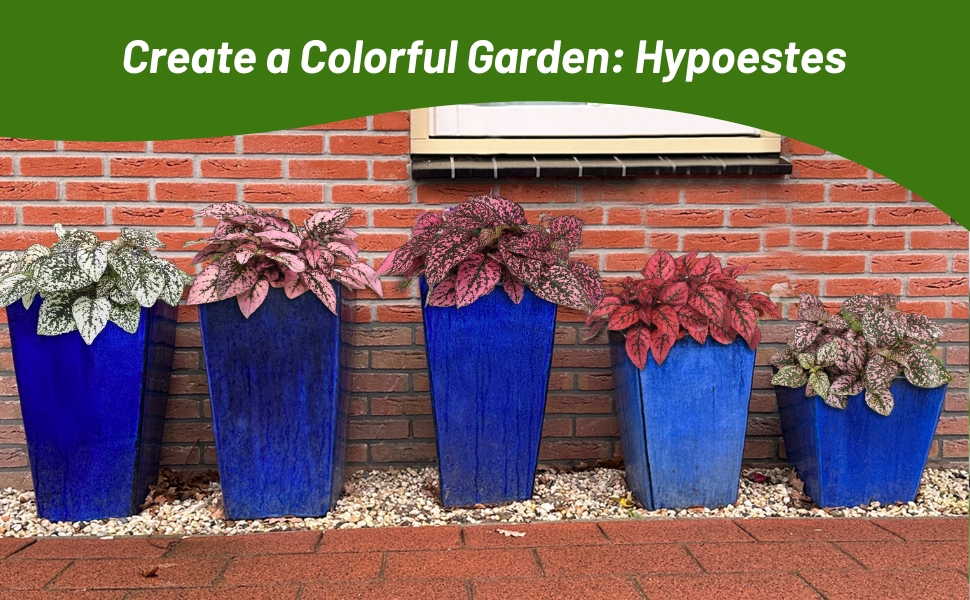 Varieties of Hypoestes in Containers