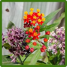 Vibrant Blooms of Asclepias Milkweed Flowers