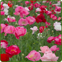 Red Color Variety of Papaver Rhoeas Shirely Poppy