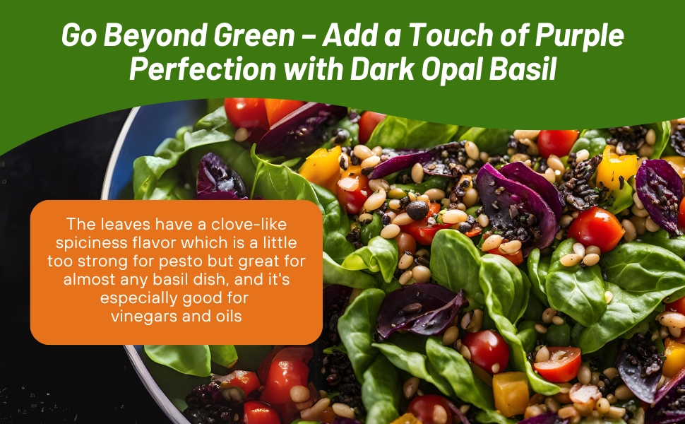 Basil Dark Opal Flavoring Salads & Cuisine