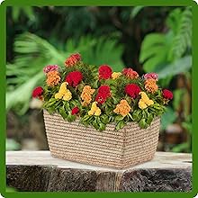 Cockscomb Versatile Garden & Cut Flower Use