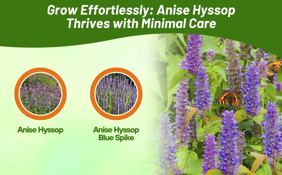 Anise Hyssop and Blue Spike Agasstache Varieties