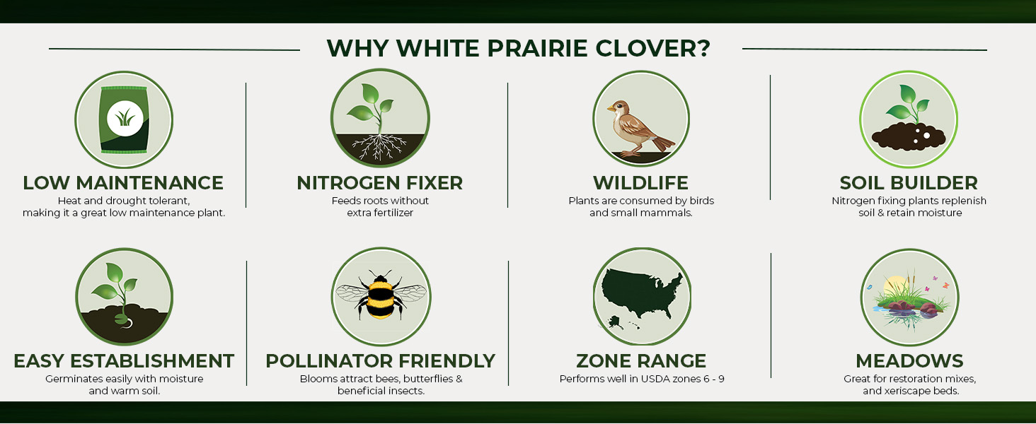 White Prairie Clover Nitrogen Fixer
