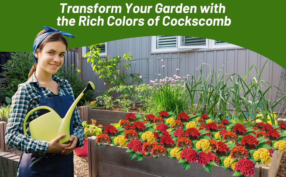 Women Watering Cockscomb Container Plants