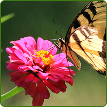 image of flower