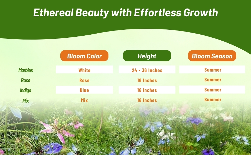 Love In A Mist Bloom Season, Color, & Height Chart of Different Varieties