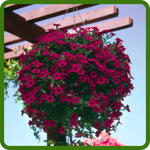Purple Classic Wave Petunia Hanging Basket