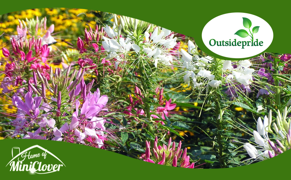 Cleome Spider Flower Garden Grown From Seeds