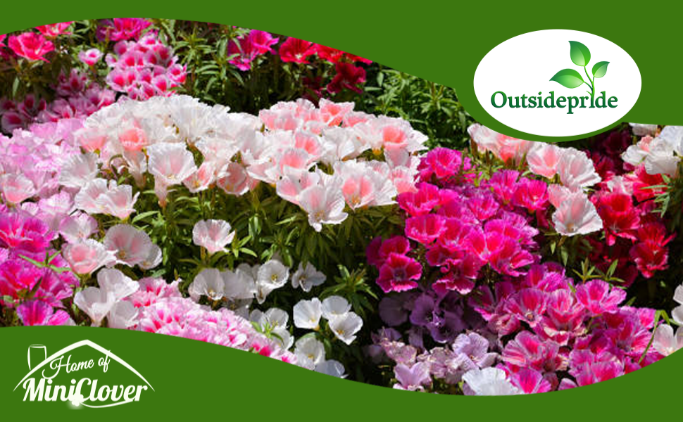 Godetia Flower Garden