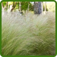 Elegant Stipa Mexican Feather Ornamental Grass