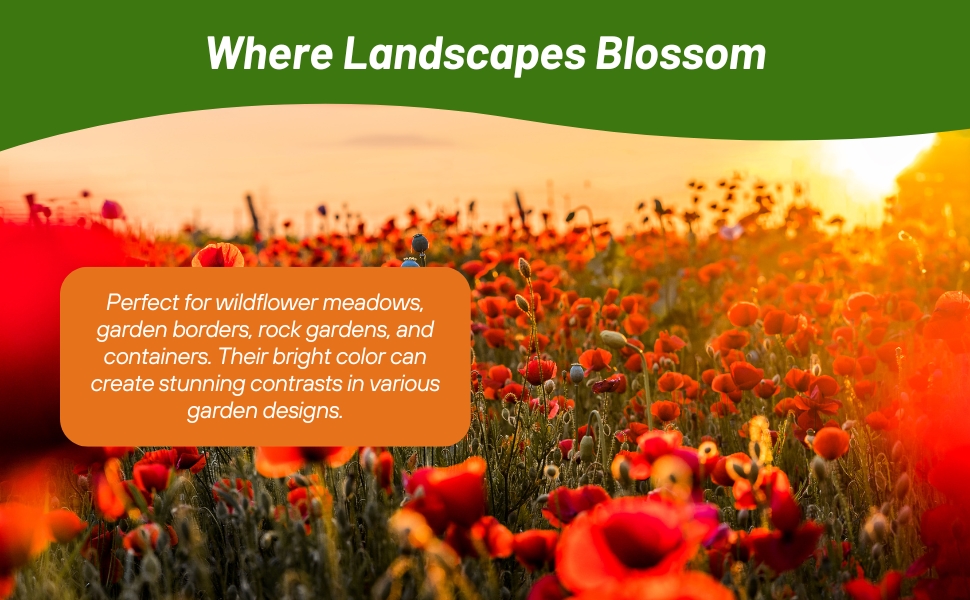 California Poppy Red Chief Wildflower Meadown Grown From Seeds