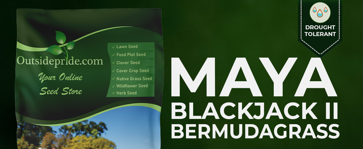 Maya Bermuda