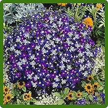 Long-Lasting Blooms of Lobelia Flowers