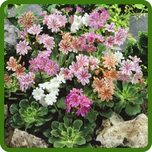 Lewisia in Rock Garden