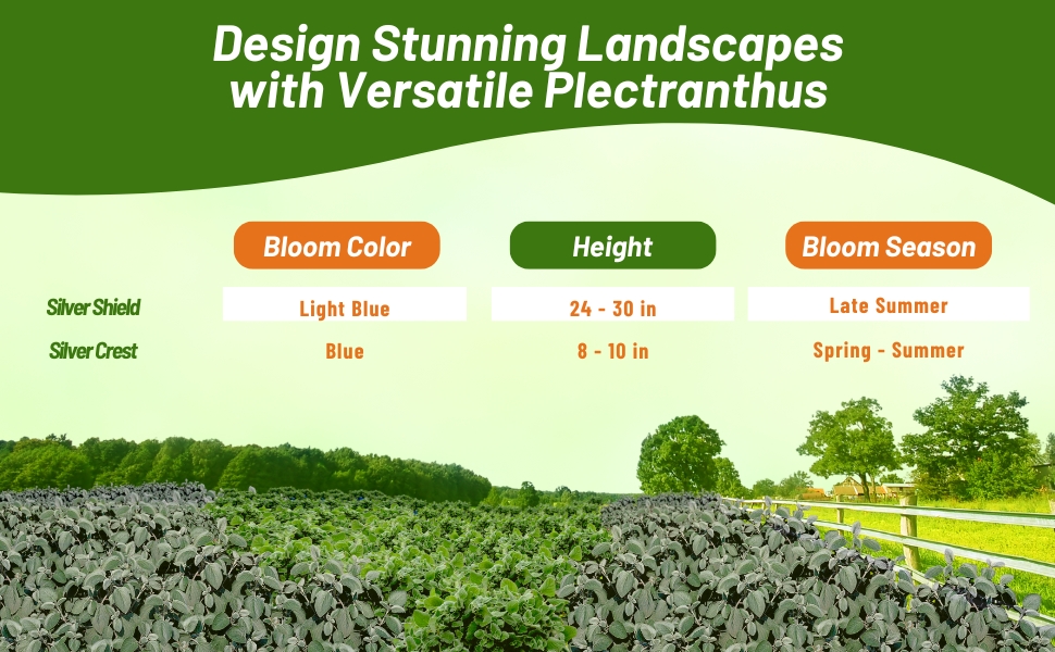 Bloom Color, Season, & Height Chart of Plectranthus Plants