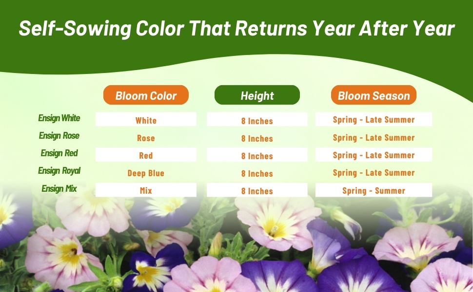 Convolvulus Tricolor Dwarf Morning Glory Bloom & Color Chart