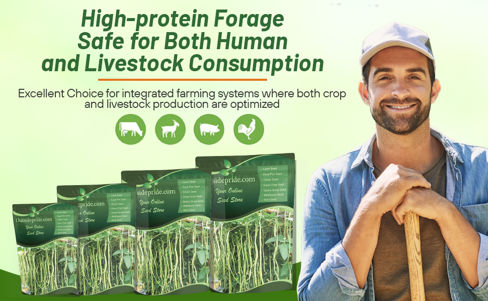 High Protein Forage Cowpeas Seed Bags For Planting