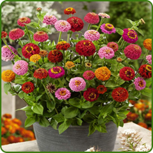 Low Water and Maintenance of Zinnia Lilliput Container Plant