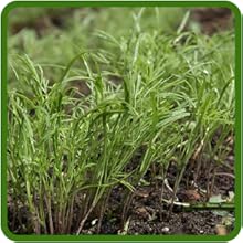 Dill Growing in Herg Garden