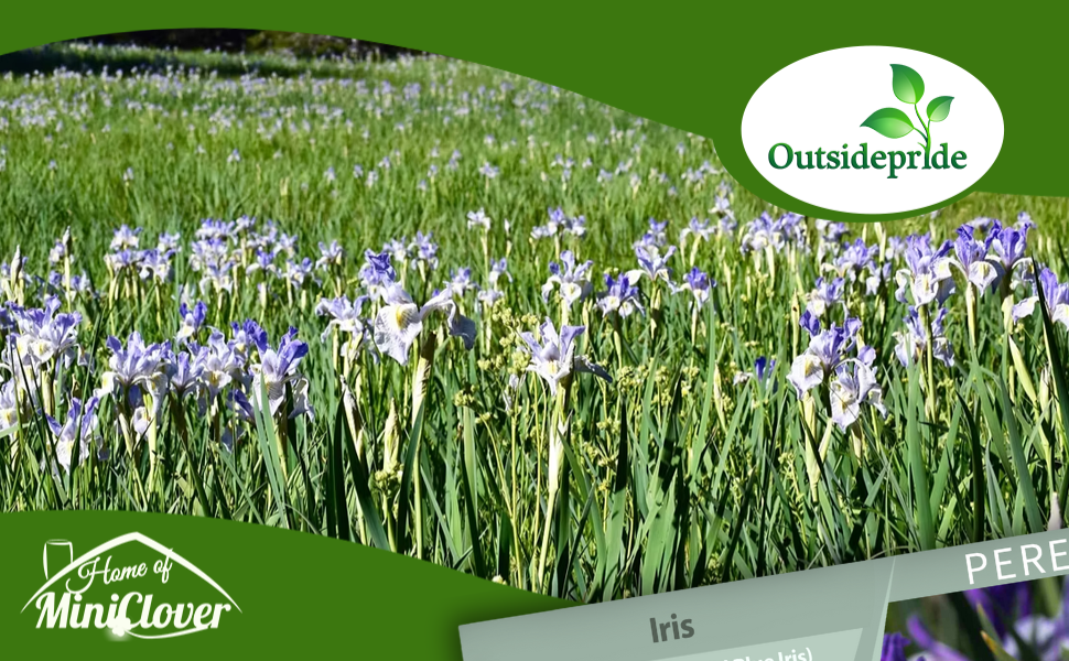 Iris Flower Garden