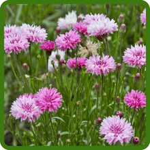 Pink Dwarf Cornflower Bachelor Button