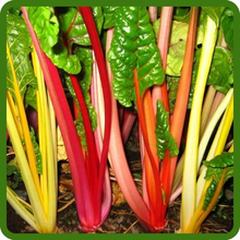 Heat & Cold Tolerant Swiss Chard Plants