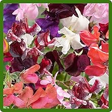 Fragrant Old Spice Lathyrus Sweet Peas Flowers