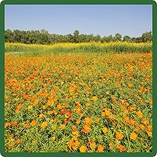 Self-seeding Orange Wildflowers