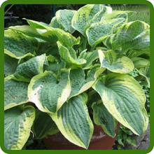 Low-Maintenance Hosta Flower Garden