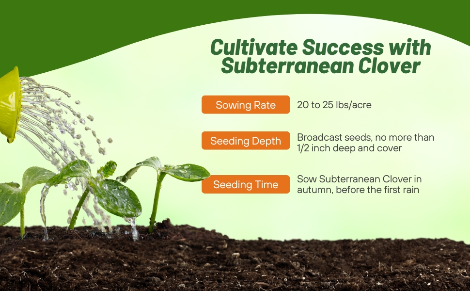 Subterranean Clover Seeding Rate & Planting Time