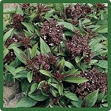 Basil Thai in Herb Garden