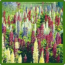 Diverse Russells Lupine Flower Seed Mixture