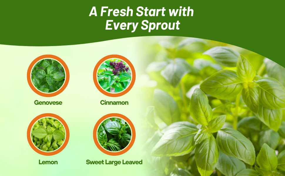 Genovese, Cinnamon, Lemon, & Sweet Basil Herb Varieties