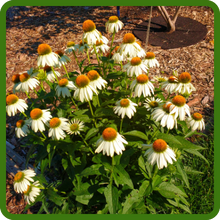 Drought Tolerant Echinacea White Swan Coneflower Flowers