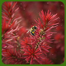 Burning Bush Flowers Attracting Pollinating Bees