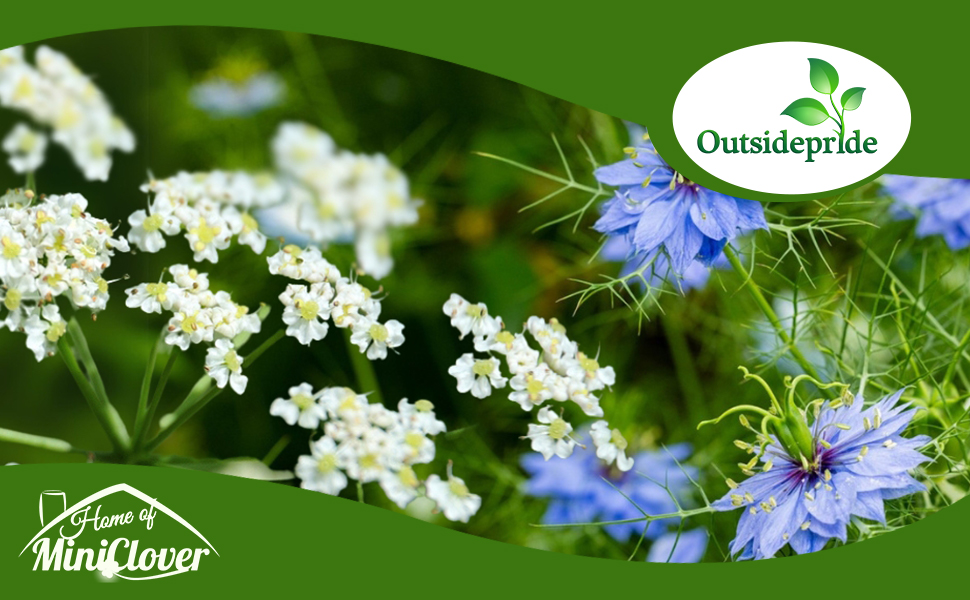 Blue Cumin Flowers