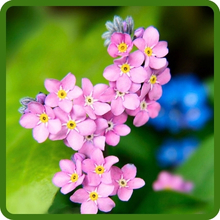 Five Petaled Flowers of PInk Chinese Forget Me Not