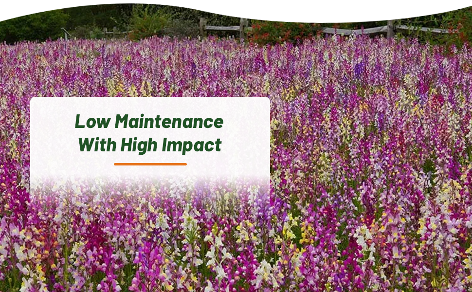 Low Maintenance Toadflax Wildflower Meadow