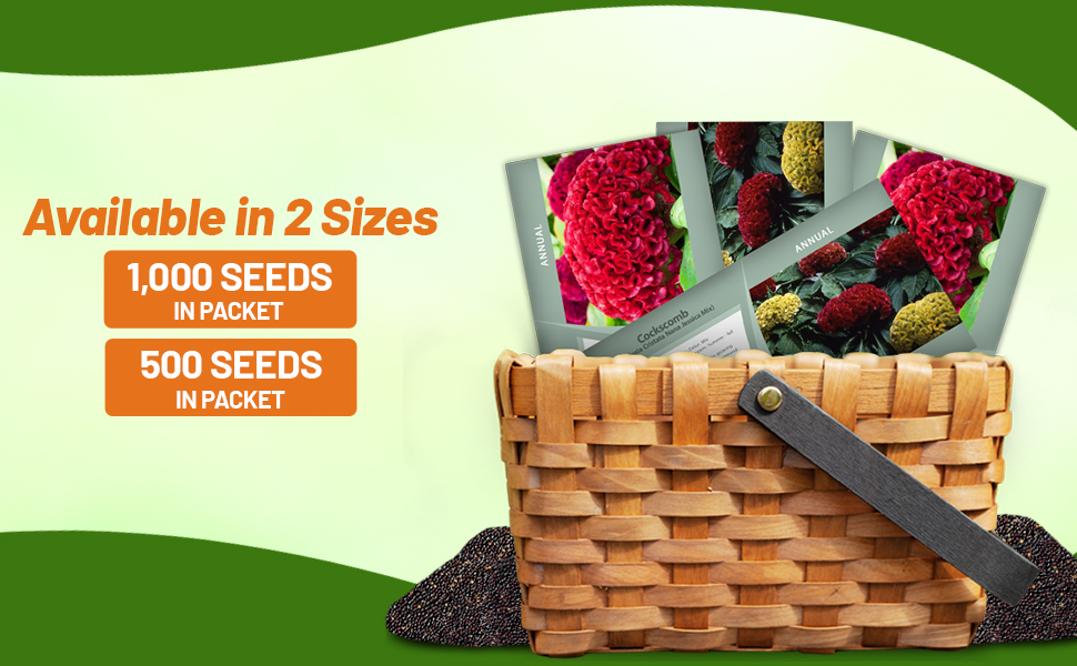 Cockscomb Seed Packets For Planting