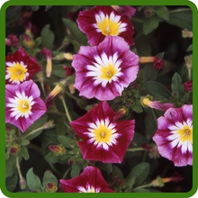 Convolvulus Tricolor Dwarf Morning Glory Long Lasting Blooms