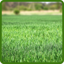Poa-free Perennial Ryegrass Seed Blend