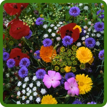 Wild Flowers Season-Long Color Display