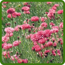 Red Dwarf Cornflower Bachelor Button