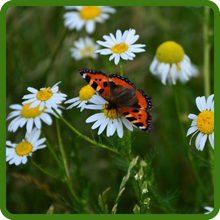 Pollinator Friendly Roman Chamomile Plants