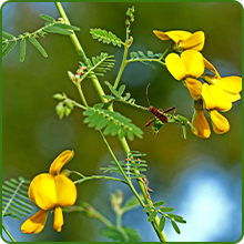 Yellow Flowering Partridge Peas